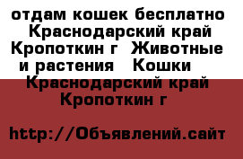 отдам кошек бесплатно - Краснодарский край, Кропоткин г. Животные и растения » Кошки   . Краснодарский край,Кропоткин г.